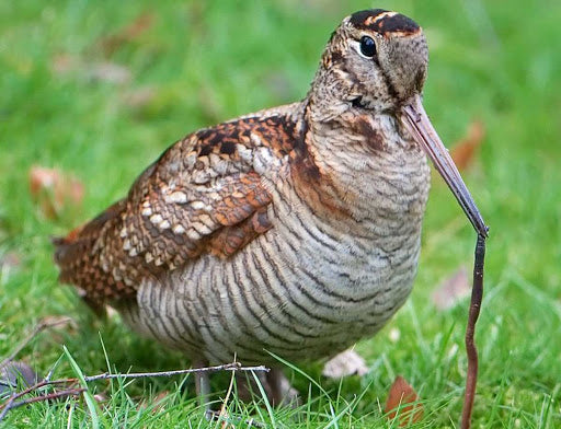 Accessori Caccia Beccaccia: Cosa Serve Davvero per una Battuta di Successo