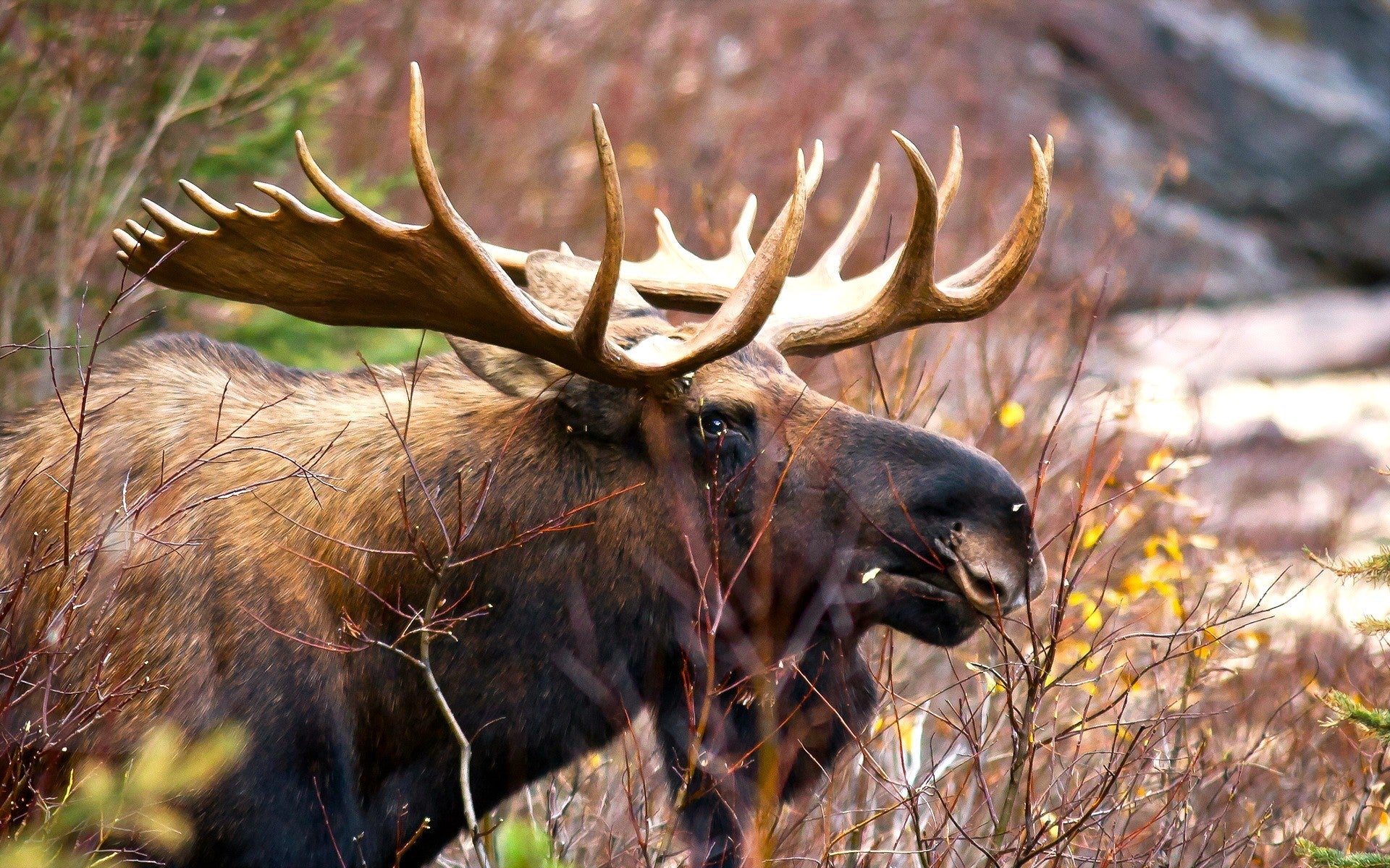 Attrezzatura da Caccia: Guida Completa e Consigli sull’Attrezzatura da Caccia Usata
