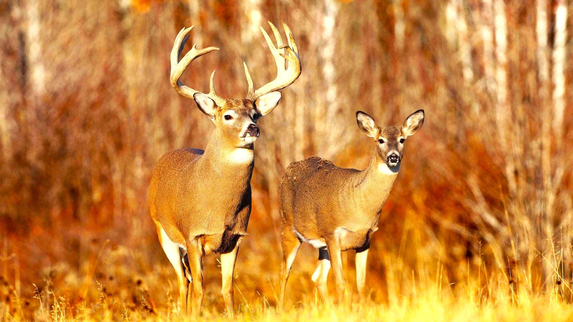 Abbigliamento Caccia Trabaldo: Qualità e Performance