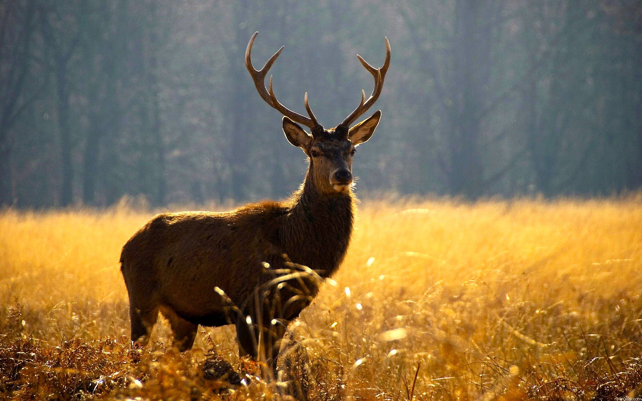 Abbigliamento Caccia Migliori Marche: Guida Completa per Cacciatori Esigenti