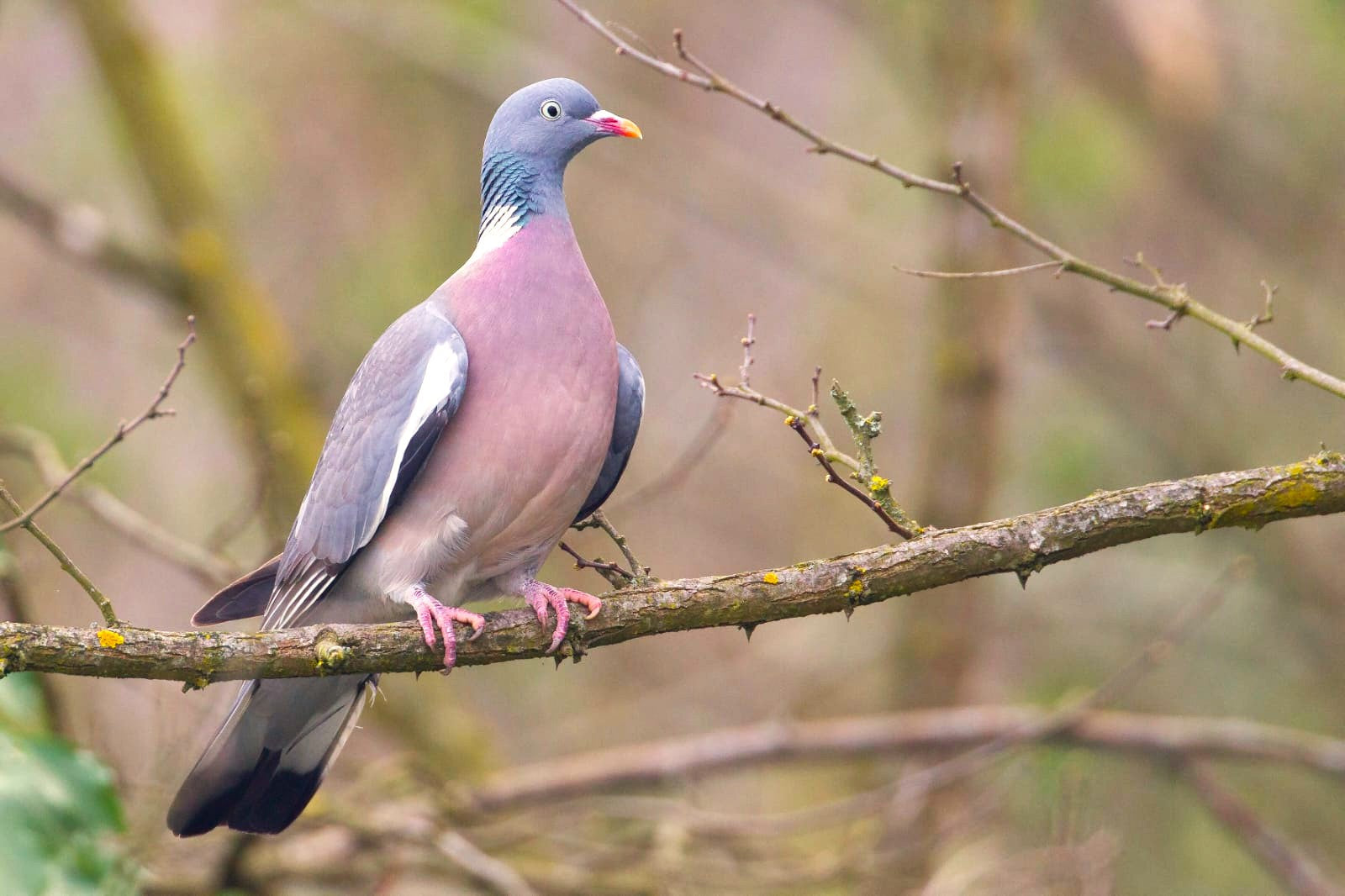 Accessori Caccia al Colombaccio: Tutto quello che Serve per una Battuta di Successo